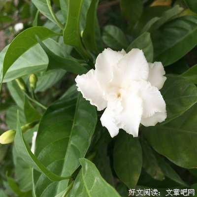 《栀子花开》的观后感大全