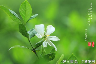 栀子花开遇见你句子大全