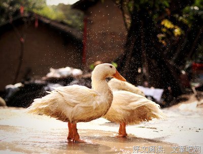舟舟的句子