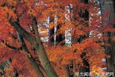 似是都有一他为非句子大全
