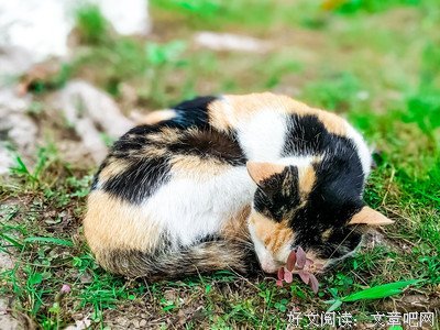 《阿拉桑雄狮》经典读后感有感