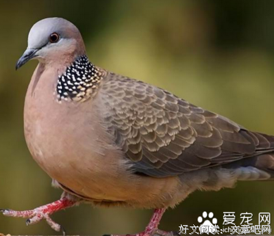 我听见了布谷鸟的认觉着那用的优美句子