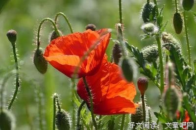 关于繁枝的优美句子