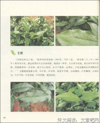 《安溪铁观音》的读后感大全