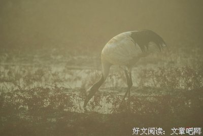 寒塘鹤影名句欣赏