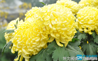 奈如可句子大全