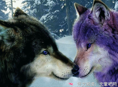 《与动物对话》的读后感大全
