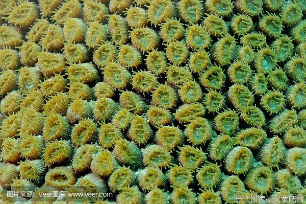 《《我的微生物朋友：珊瑚的世界》》读后感1000字