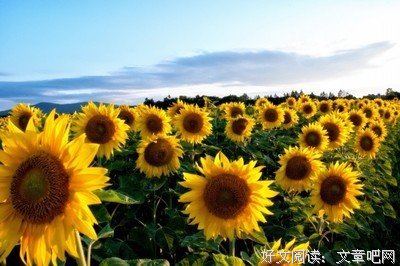 关于自然选择的名言