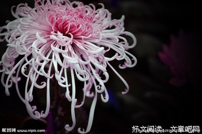 发师下情的优美句子
