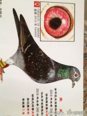关于有种多羽的句子