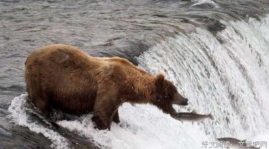 有个弱点叫本能