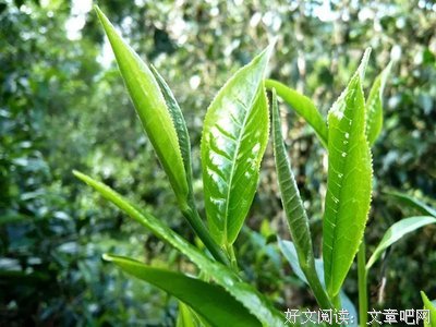关于淡泊名利的语句