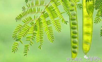 描写出类拔萃的语句摘抄