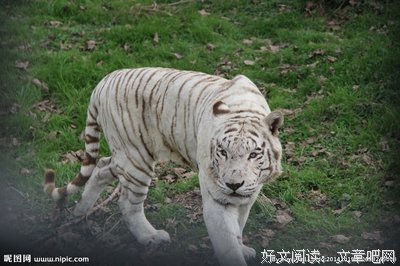《白老虎》读后感精选