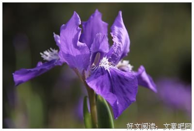 鸢尾花 