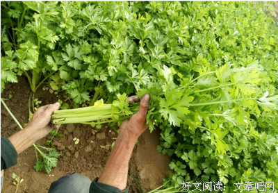 《香河》的影评大全