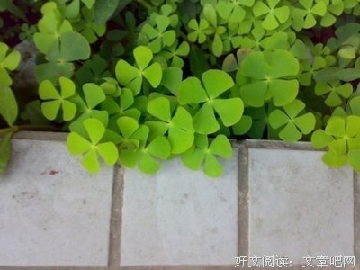 15条关于泾渭分明的经典语句