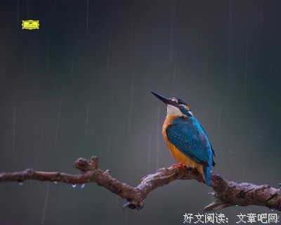 观雨经典的句子