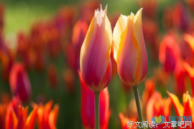 有关我的人生的句子