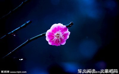 关于千姿百态的座右铭