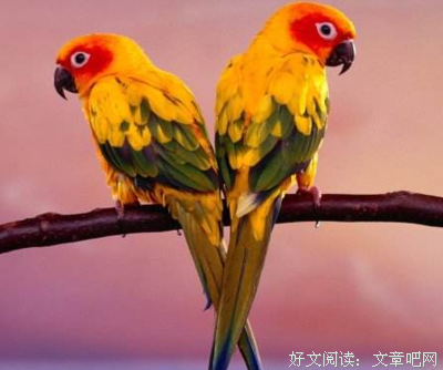 关于南柯一梦的语句