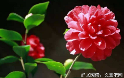 杂句子大全
