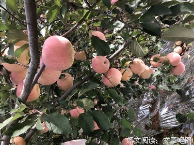 《东北往事：我叫刘海柱》的观后感大全