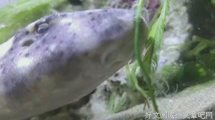 《毒鲨》影评精选