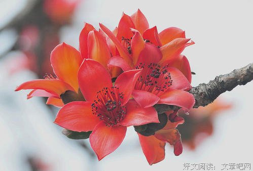木棉之城