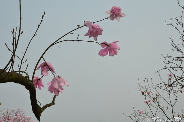 关于花落是风人惜的句子