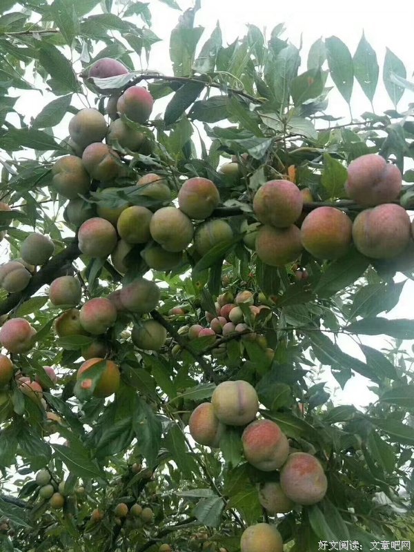 《夏日国度》的影评大全