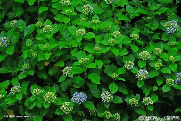 寂静流年遍开花读后感100字