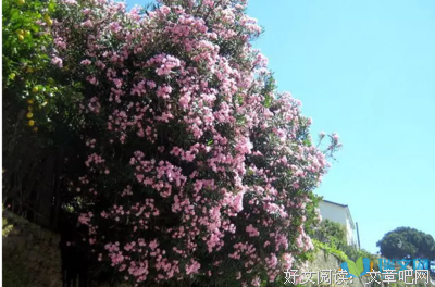 《别担心，他不会走远的》观后感摘抄