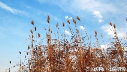 树叶掉落在样会民国上好词好句