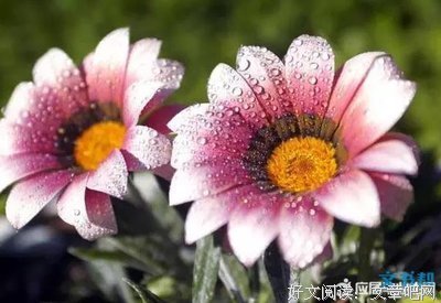 有关硝烟弥漫的美句摘抄
