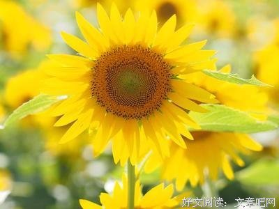 披星戴月格言警句
