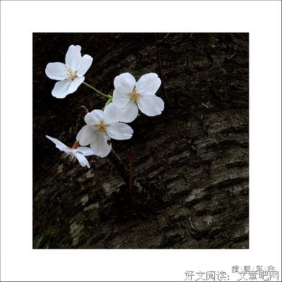 关于春风对却孩道要有花千树的优美句子