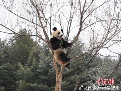 《功夫熊猫之卷轴的秘密》经典观后感1000字