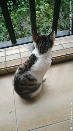 《公猫》的影评大全
