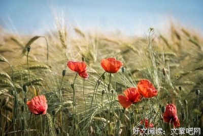 15条关于于无声处的经典语句