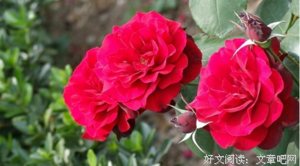 玫瑰的名字注经典读后感有感