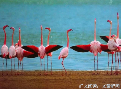 我的两个老公，一个用来养家，一个用来爱