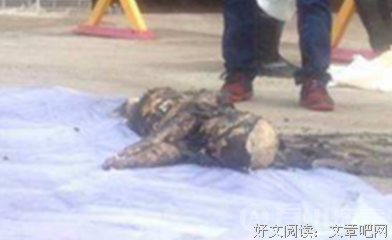 《死之脏器》的观后感大全