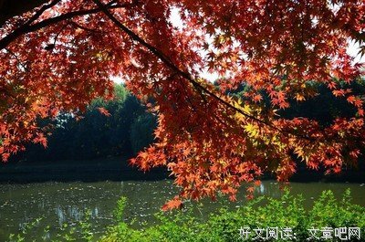 《地王之王》读后感100字