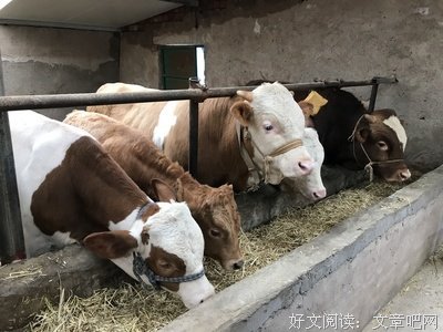 《母牛》好看吗？经典影评锦集