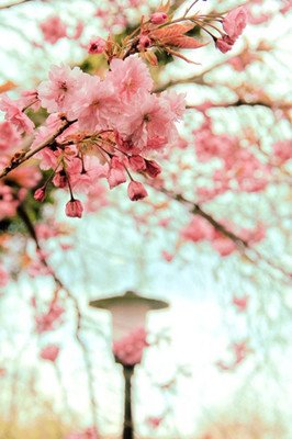关于风花的句子
