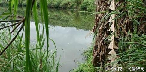 《美人圈套 残花缭乱》经典影评集