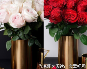 玫瑰之吻的读后感大全