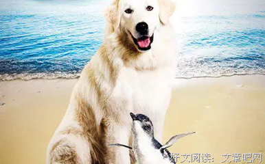 《企鹅小守护》好看吗？经典观后感锦集